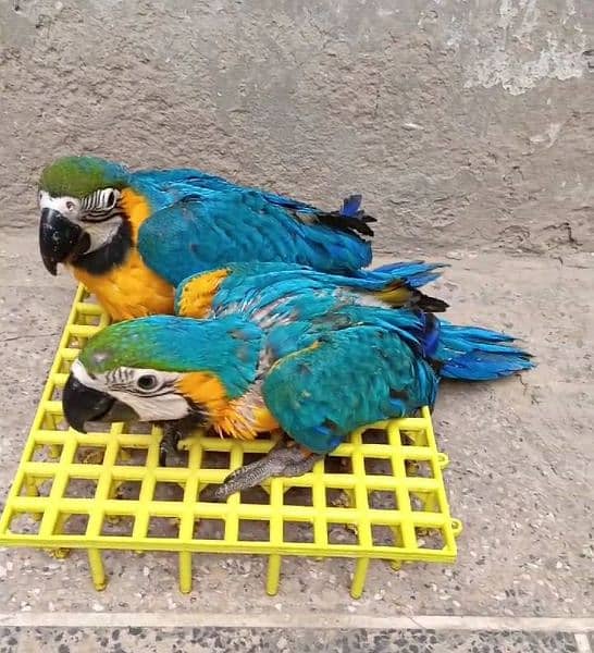 macaw parrot blue&gold 2