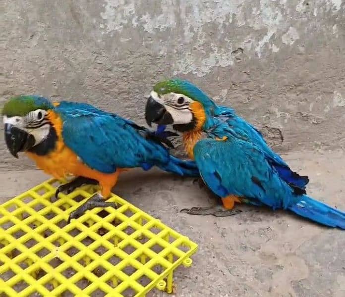 macaw parrot blue&gold 3