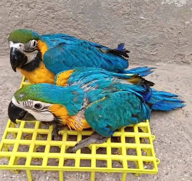 macaw parrot blue&gold 4