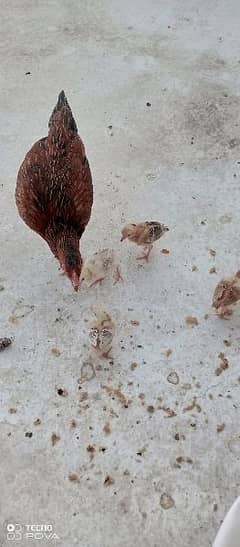 1 hen and 4 chicks available for sale