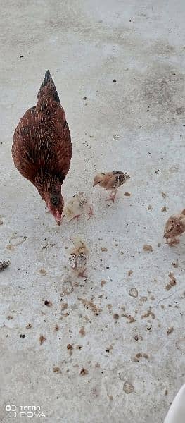 1 hen and 4 chicks available for sale 0