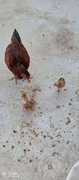 1 hen and 4 chicks available for sale 2