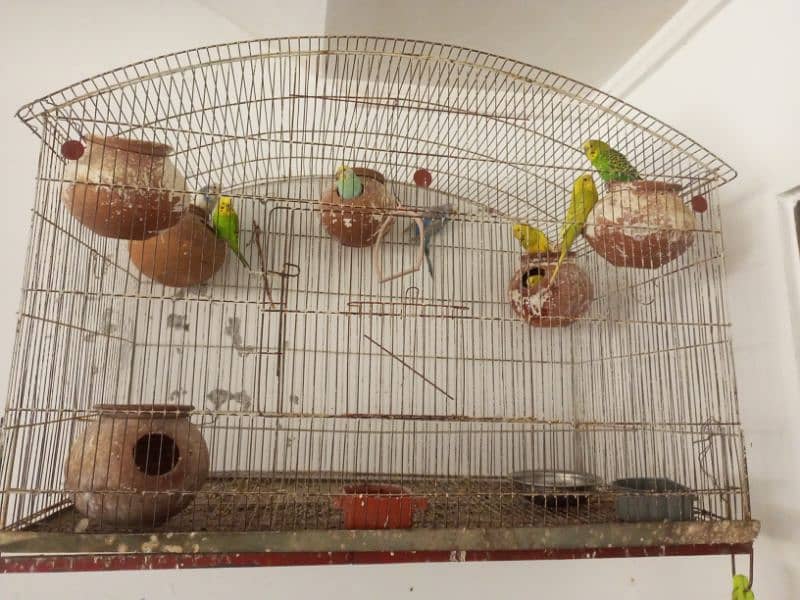 4pairs Australian 3pairs finches 3 cages available ha 0
