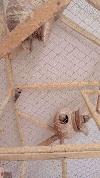 4pairs Australian 3pairs finches 3 cages available ha 2