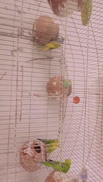 4pairs Australian 3pairs finches 3 cages available ha 3