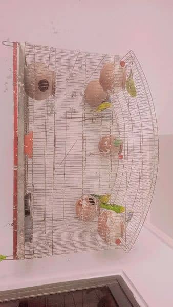 4pairs Australian 3pairs finches 3 cages available ha 4
