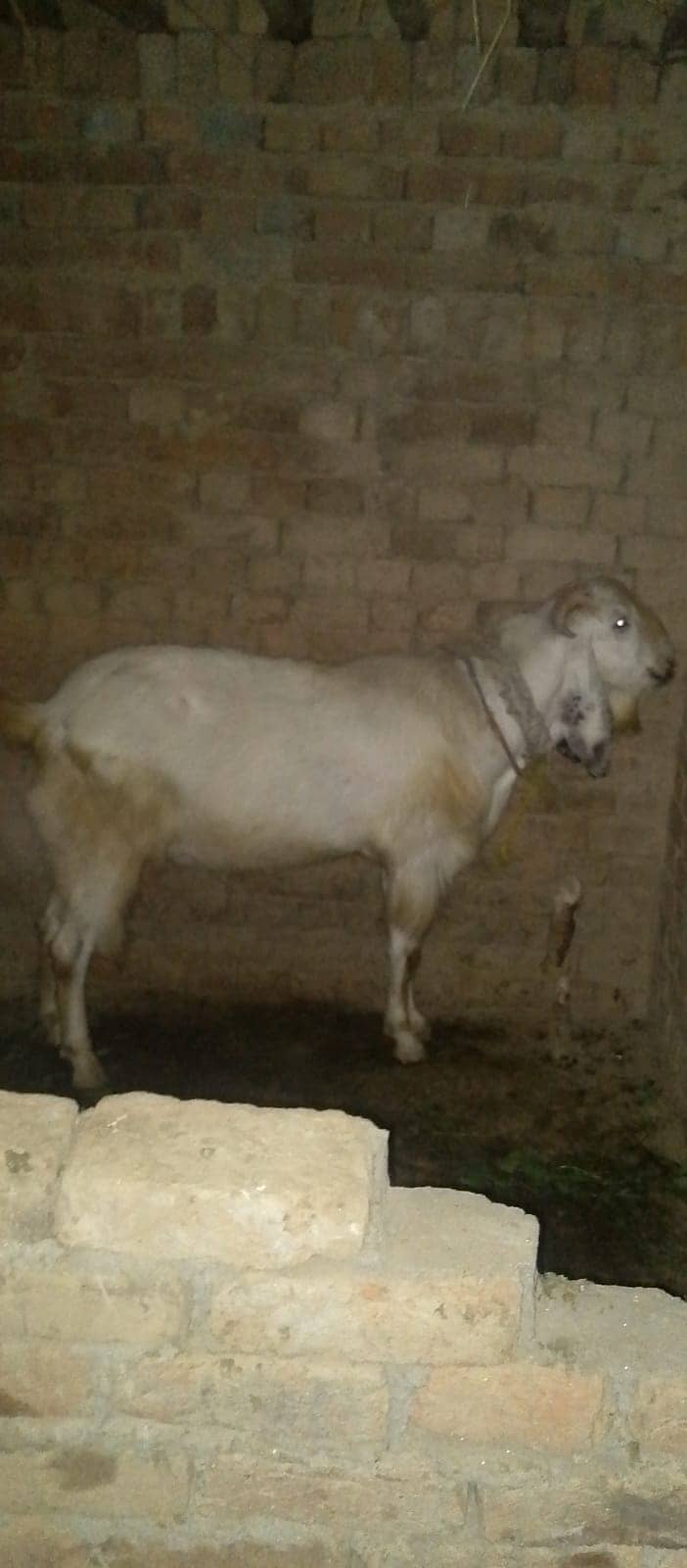 Qurbani /Beetal / betal goat / bakra / goat pair / bakry / beetal goat 17