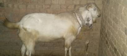 Qurbani /Beetal / betal goat / bakra / goat pair / bakry / beetal goat