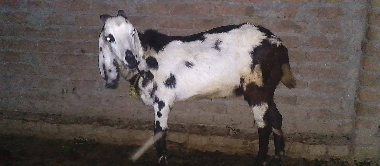 Qurbani /Beetal / betal goat / bakra / goat pair / bakry / beetal goat 19