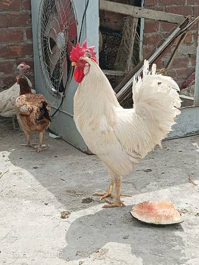 2 desi murgiyan 1 pure aseel murgi 1 desi murga - Hens - 1087130826