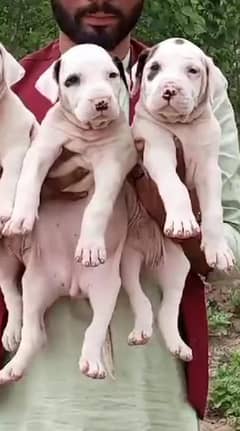 Gultair Dog pair  for sale