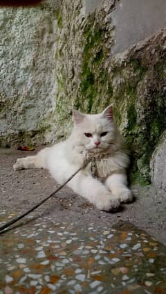 Persian white female adult cat for sale