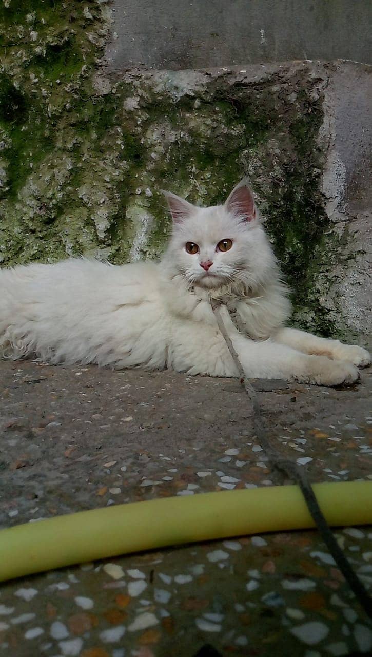 Persian white female adult cat for sale 1