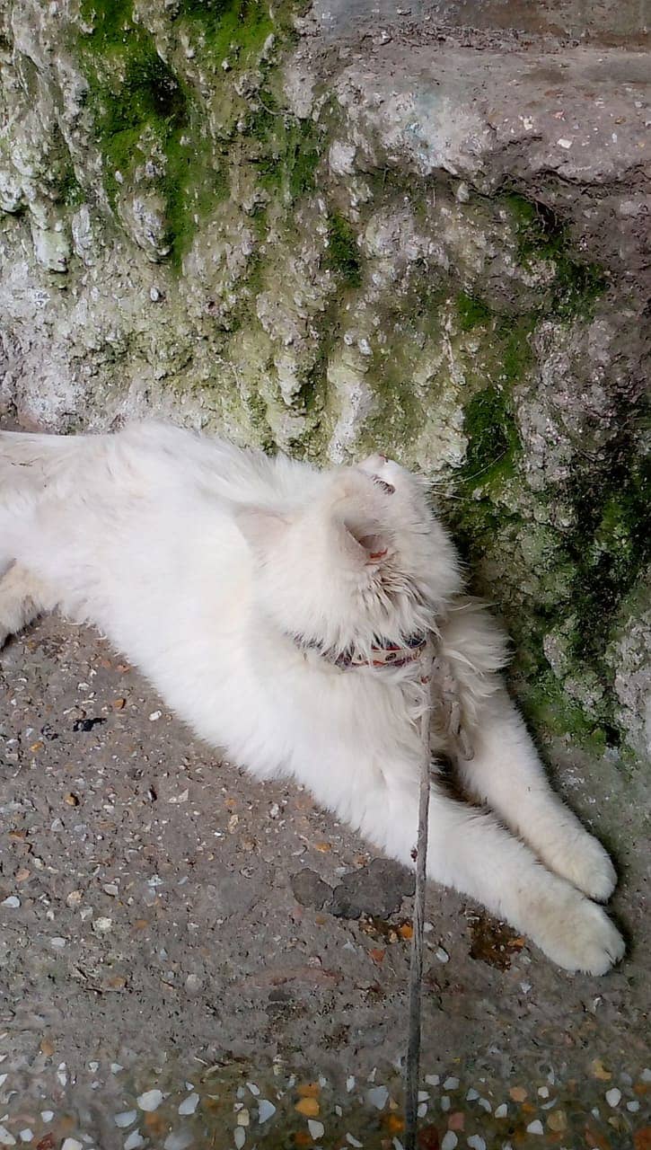 Persian white female adult cat for sale 2