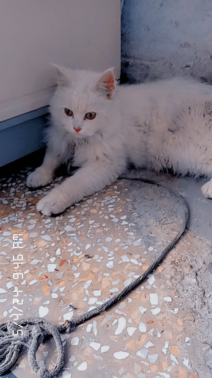 Persian white female adult cat for sale 3
