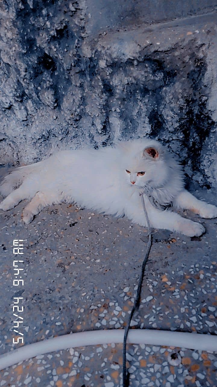 Persian white female adult cat for sale 5