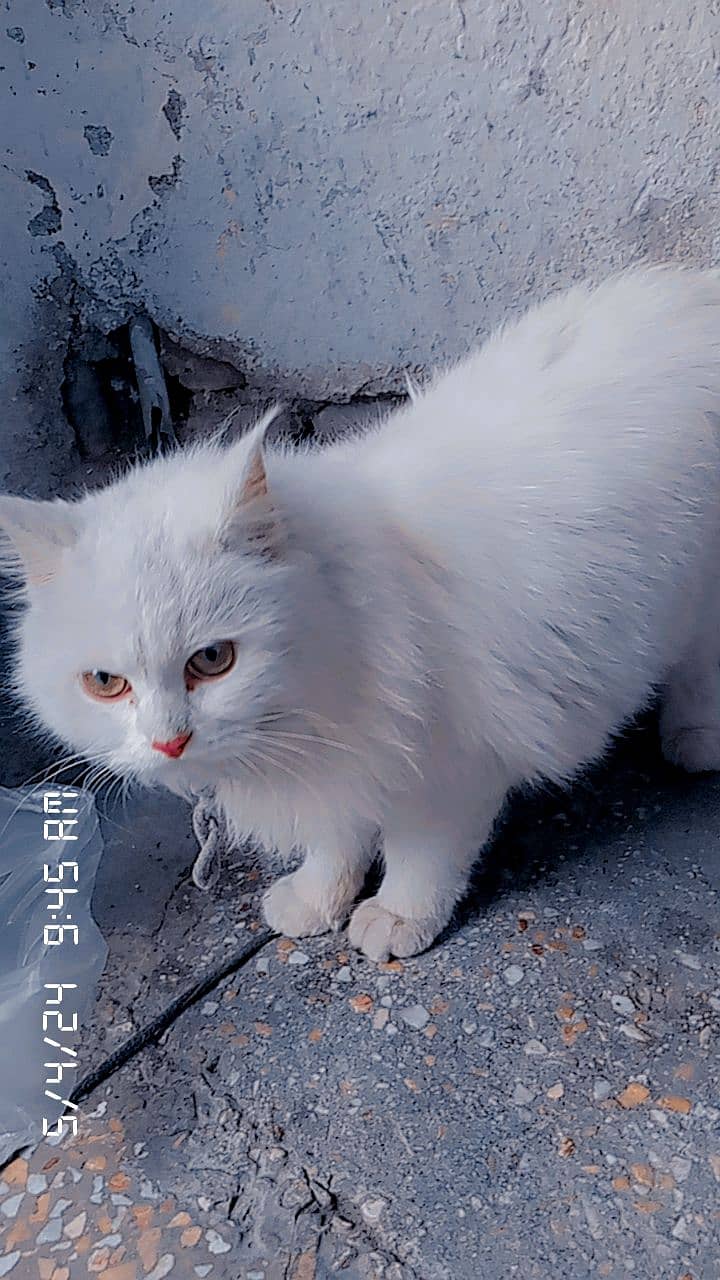Persian white female adult cat for sale 6