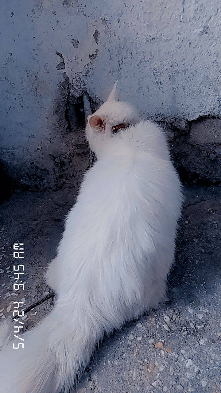 Persian white female adult cat for sale 8