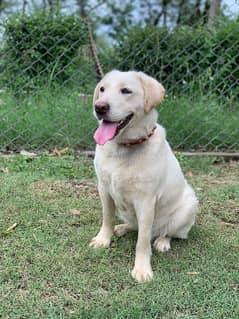 British Labrador | labra Dog | Labrador Dog | dog for sale