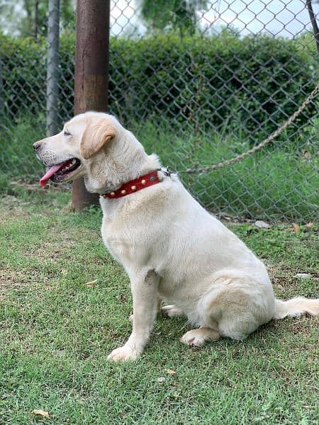 British Labrador | labra Dog | Labrador Dog | dog for sale 1