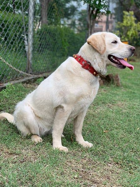 British Labrador | labra Dog | Labrador Dog | dog for sale 3