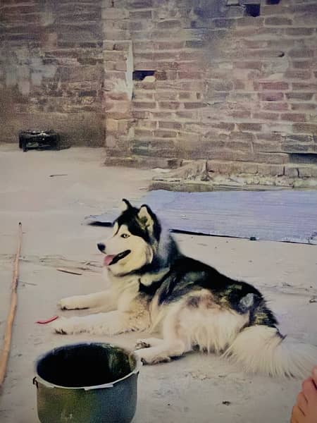husky male for sell 3