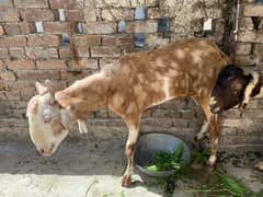 Sindhi bakray/goats