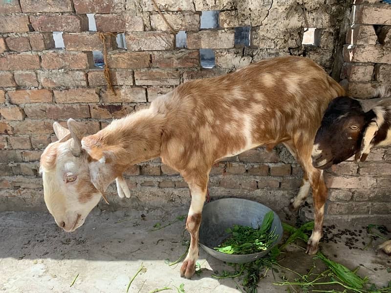 Sindhi bakray/goats 0