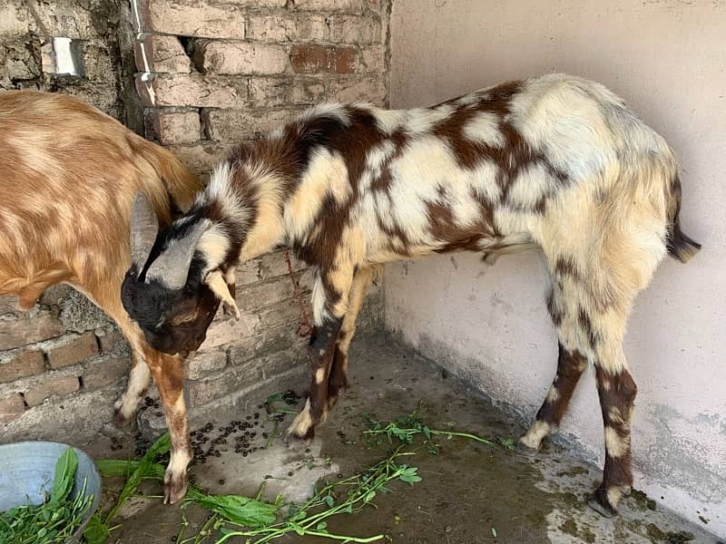 Sindhi bakray/goats 1