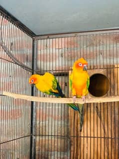 LoveBird and Sun Conure Pair with DNA for Sale