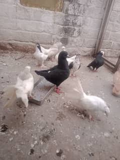 safed laki young pair for sale