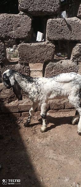 beetal goat kids 0