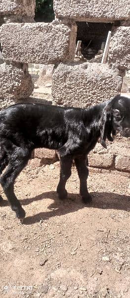 beetal goat kids 1