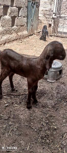 beetal goat kids 2
