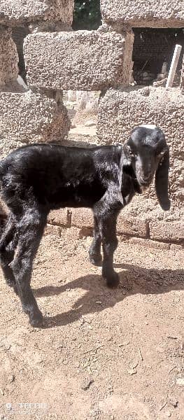 beetal goat kids 3