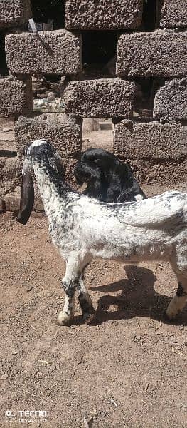 beetal goat kids 4
