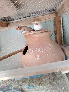 Bangles 1 finches  pair price 1200 and 1 common zebra finches pair 700