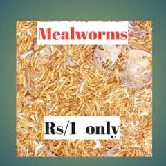 live mealworms only Rs 1