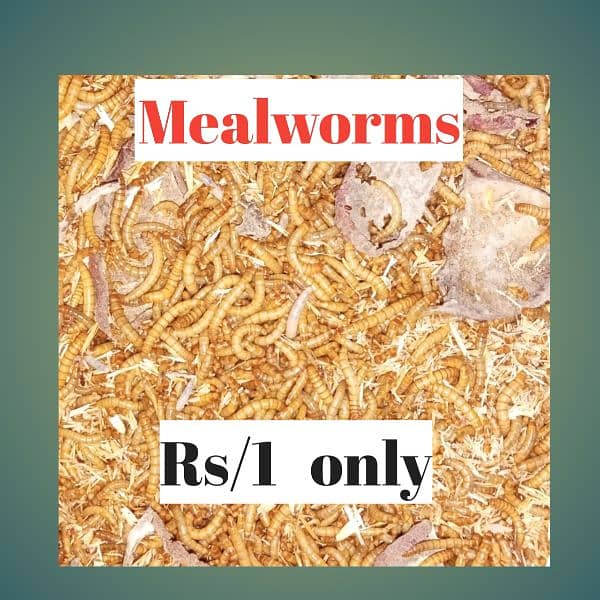 live mealworms only Rs 1 0