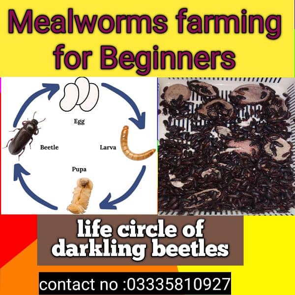 live mealworms 1
