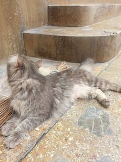 Female double coated Persian cat.