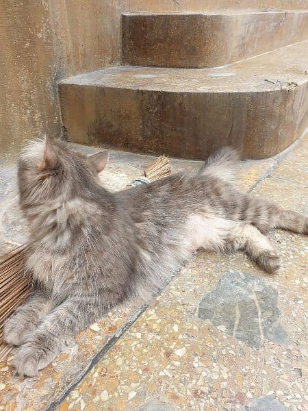 Female double coated Persian cat. 0