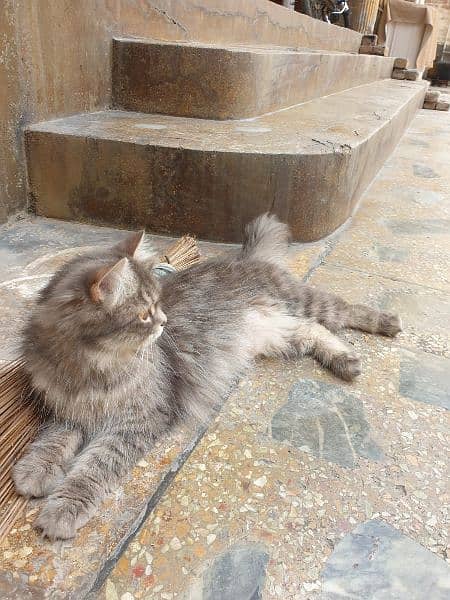 Female double coated Persian cat. 1