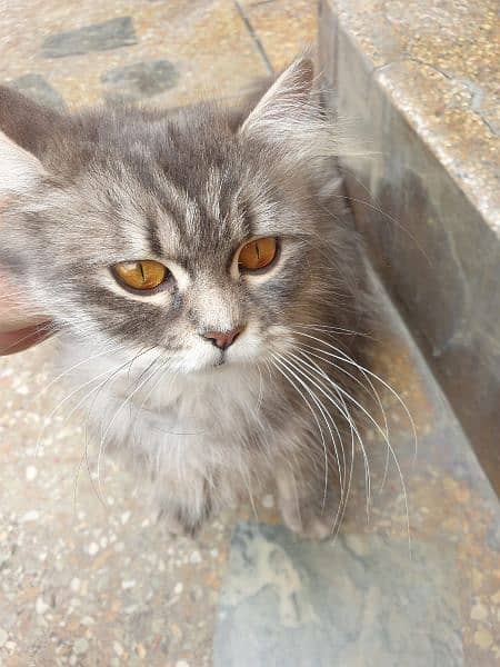 Female double coated Persian cat. 3