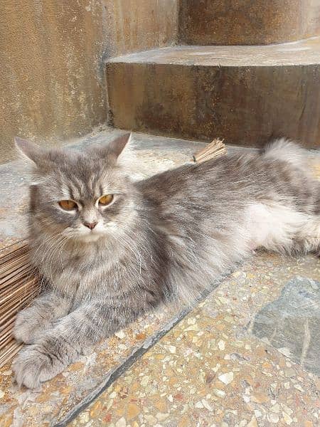 Female double coated Persian cat. 4