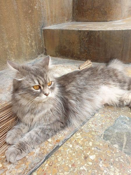 Female double coated Persian cat. 5