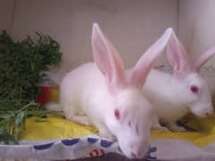 2 rabbit. . . Male, Female. . . 4 Month age. .