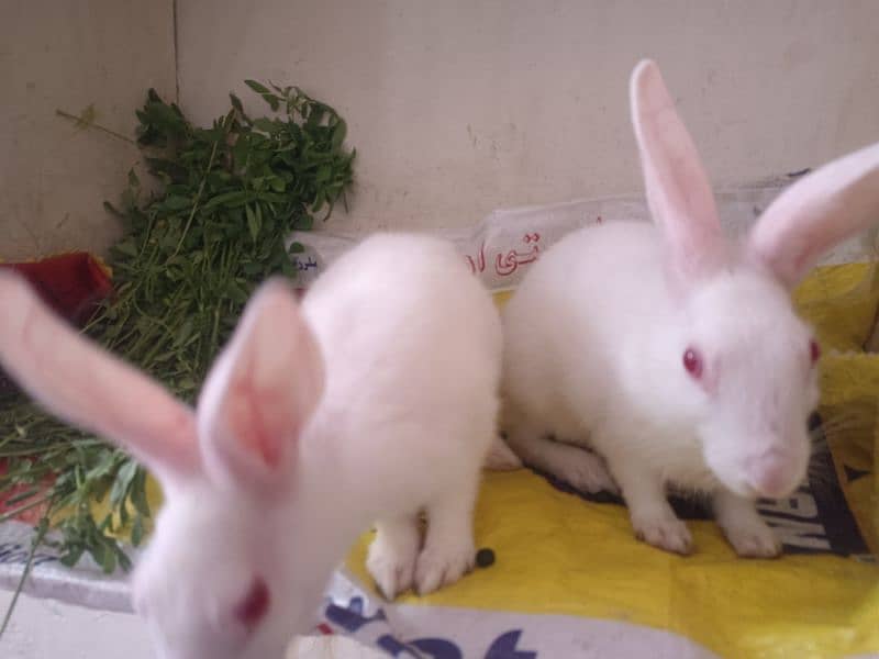 2 rabbit. . . Male, Female. . . 4 Month age. . 1