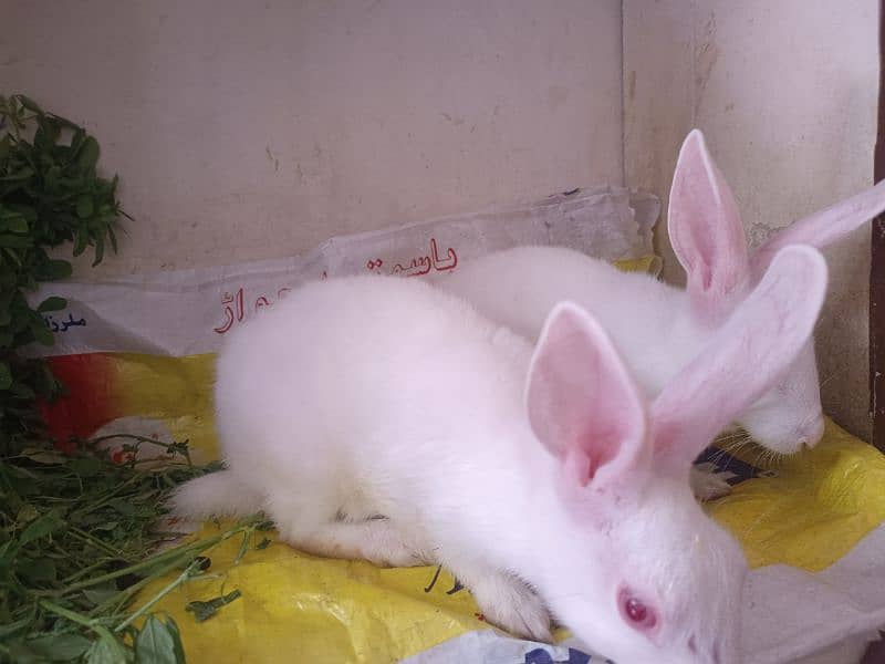 2 rabbit. . . Male, Female. . . 4 Month age. . 3