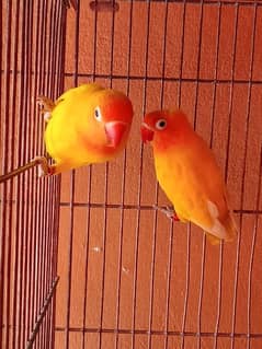 love birds and cocktail pair